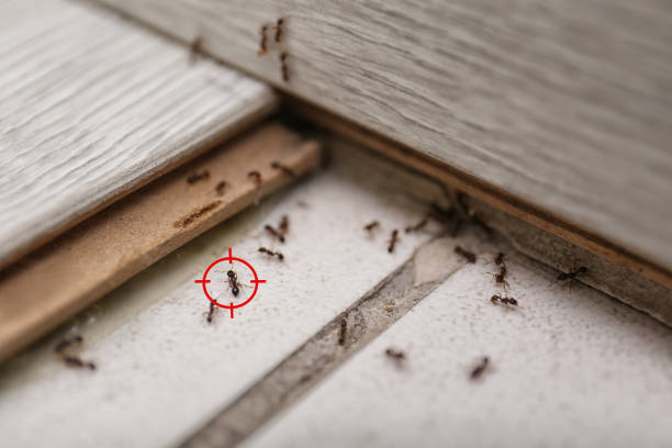 Best Ant Control Services  in Byrdstown, TN